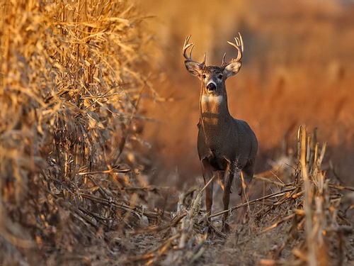 Shantiniketan | WanderTrust