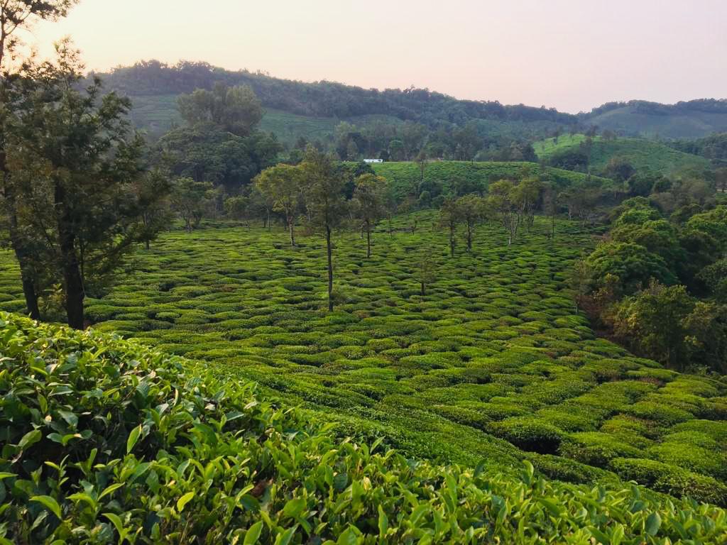 WanderTrust | Sakleshpur