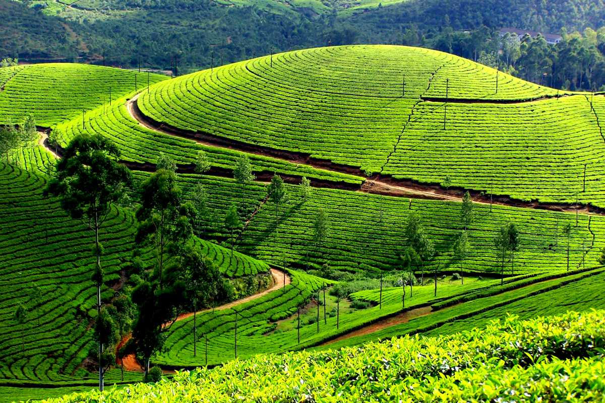 Explore green tea gardens, visit factories, and enjoy panoramic Western Ghats views.