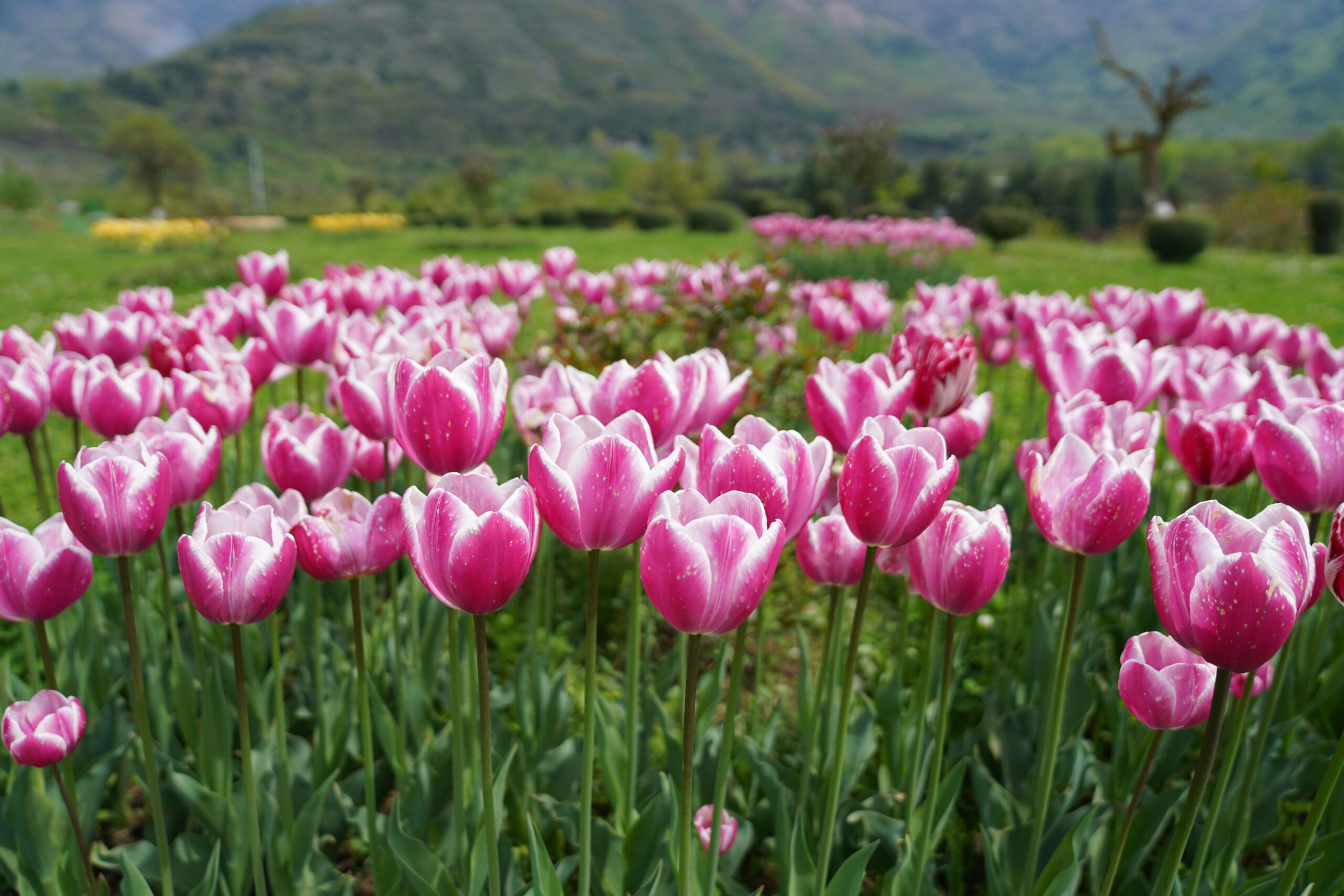 Tulip Garden Festival