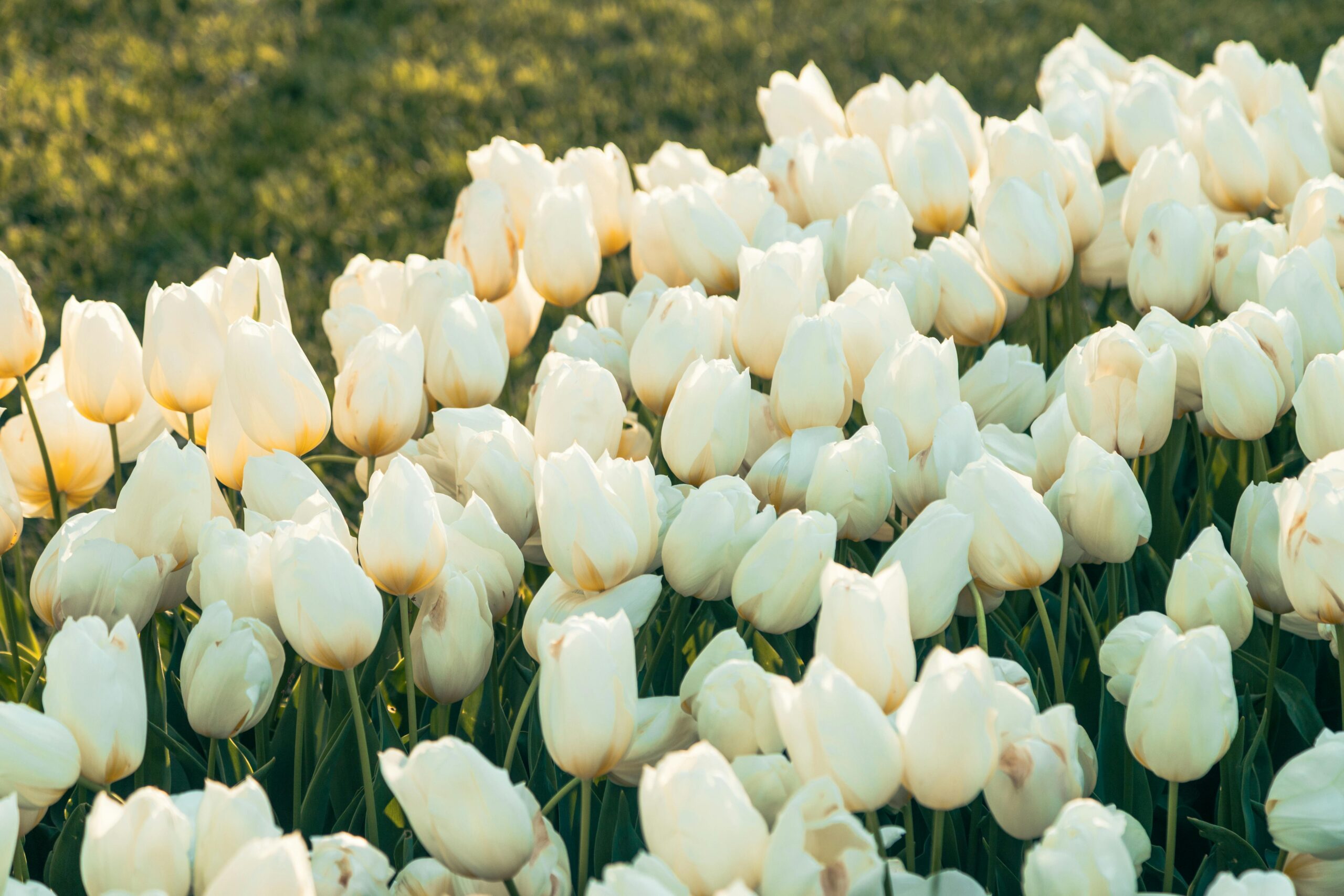 Wander among giant water lilies and exotic plants