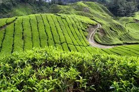 Tea plantation tour and farm visit in Cameron Highlands