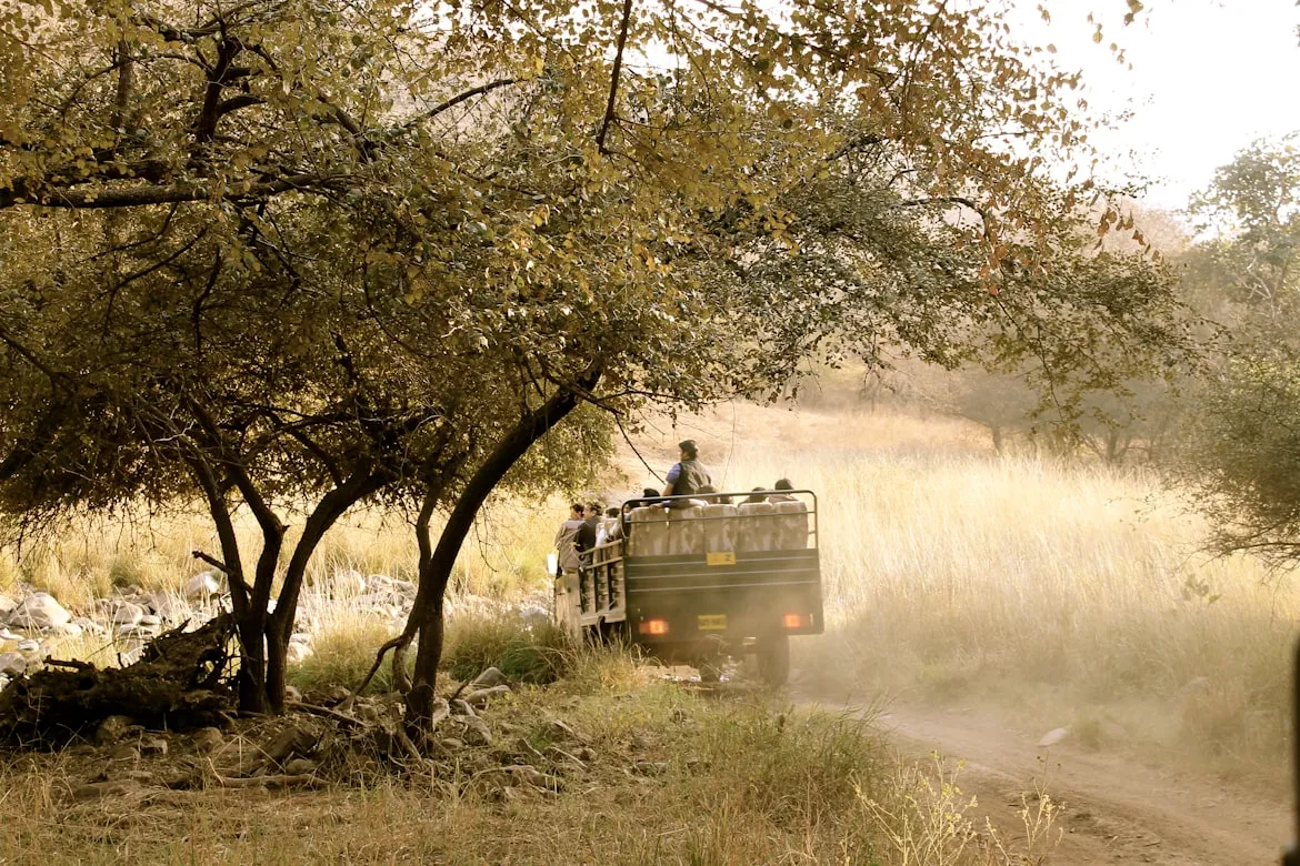 Tiger safaris and wildlife spotting